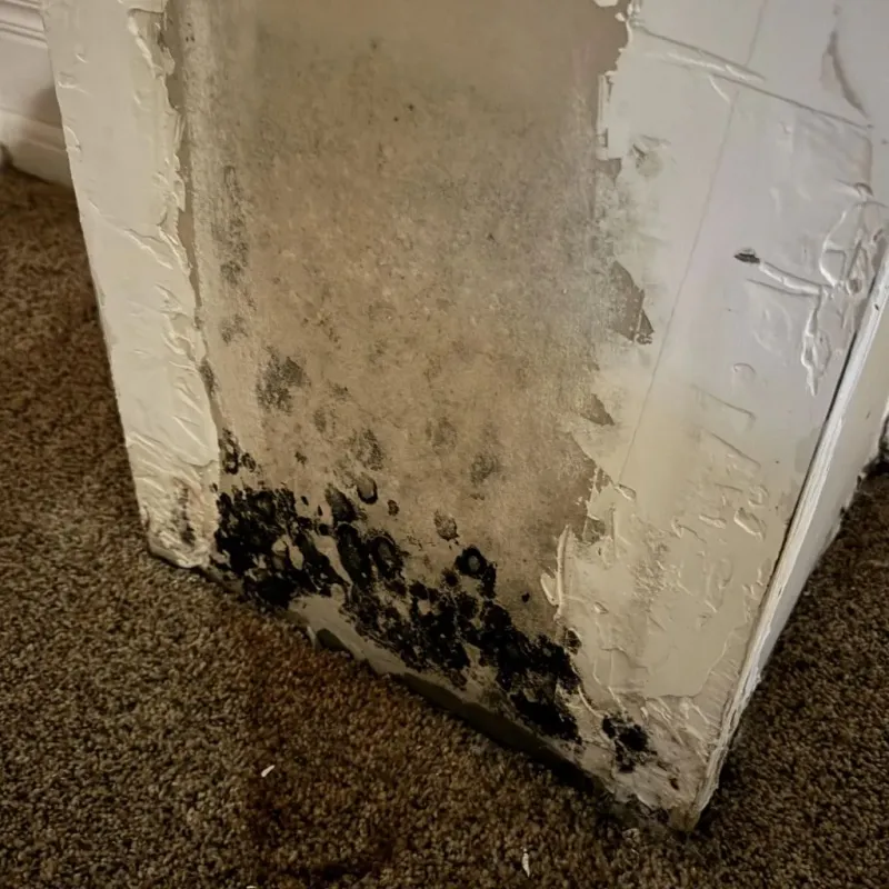 Professional Mold Removal in Scappoose, OR
